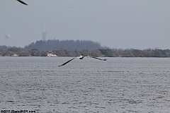 STS-133_Discovery_Launch_5.jpg STS-133_Discovery_Launch_5.jpg